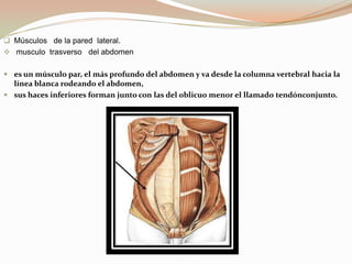 Los  músculos  se  dividen   entre  segmentos.