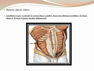 M.  De la  pared  lateral.