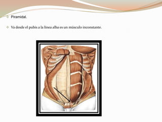 Músculos   de la pared  lateral.