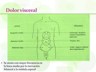 Dolor visceral




 Se siente con mayor frecuencia en
  la línea media por la inervación
  bilateral a la médula espinal
 