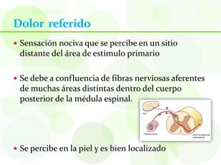 Dolor referido
 Sensación nociva que se percibe en un sitio
 distante del área de estímulo primario

 Se debe a confluencia de fibras nerviosas aferentes
 de muchas áreas distintas dentro del cuerpo
 posterior de la médula espinal.




 Se percibe en la piel y es bien localizado
 