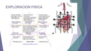 EXPLORACION FISICA

 