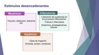 Estímulos desencadenantes
Inflamatorias

Mecánicos

-Liberación de sustancias en
Tracción, distensión, estiramie
nto.

los procesos inflamatorios
-Físicos o infecciosos

(histamina, prostaglandinas,
toxinas)

Isquémico
-Cese de irrigación
-Embolia, torsión, trombosis

 