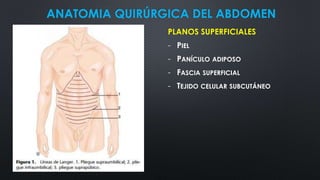 ANATOMIA QUIRÚRGICA DEL ABDOMEN
PLANOS SUPERFICIALES
- PIEL
- PANÍCULO ADIPOSO
- FASCIA SUPERFICIAL
- TEJIDO CELULAR SUBCUTÁNEO
 