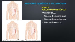 ANATOMIA QUIRÚRGICA DEL ABDOMEN
PLANOS
MÚSCULOAPONEURÓTICOS
PARED LATERAL
- MÚSCULO OBLÍCUO EXTERNO
- MÚSCULO OBLICUO INTERNO
- MÚSCULO TRANSVERSO
 