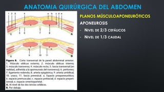 ANATOMIA QUIRÚRGICA DEL ABDOMEN
PLANOS MÚSCULOAPONEURÓTICOS
APONEUROSIS
- NIVEL DE 2/3 CEFÁLICOS
- NIVEL DE 1/3 CAUDAL
 