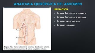 ANATOMIA QUIRÚRGICA DEL ABDOMEN
IRRIGACIÓN
- ARTERIA EPIGÁSTRICA SUPERIOR
- ARTERIA EPIGÁSTRICA INFERIOR
- ARTERIAS INTERCOSTALES
- ARTERIAS LUMBARES
 