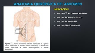 ANATOMIA QUIRÚRGICA DEL ABDOMEN
INERVACIÓN
- NERVIOS TORACOABDOMINALES
- NERVIO ILIOHIPOGÁSTRICO
- NERVIO ILIOINGUINAL
- NERVIO GENITOFEMORAL
 