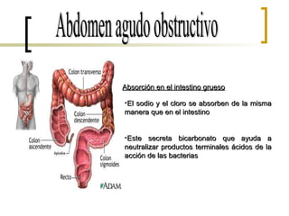 Abdomen agudo obstructivo Absorción en el intestino grueso El sodio y el cloro se absorben de la misma manera que en el intestino Este secreta bicarbonato que ayuda a neutralizar productos terminales ácidos de la acción de las bacterias 