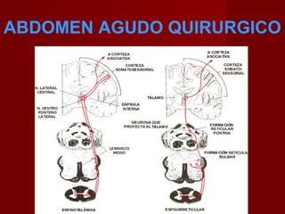 ABDOMEN AGUDO QUIRURGICO
 