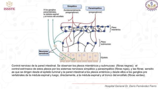 Control nervioso de la pared intestinal. Se observan los plexos mientéricos y submucoso (fibras negras); el
control extrínseco de estos plexos por los sistemas nerviosos simpático y parasimpático (fibras rojas), y las fibras sensitiv
as que se dirigen desde el epitelio luminal y la pared intestinal a los plexos entéricos y desde ellos a los ganglios pre
vertebrales de la médula espinal y luego, directamente, a la médula espinal y al tronco del encéfalo (fibras verdes).
Hospital General Dr. Darío Fernández Fierro
 