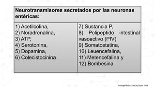 Neurotransmisores secretados por las neuronas
entéricas:
1) Acetilcolina,
2) Noradrenalina,
3) ATP,
4) Serotonina,
5) Dopamina,
6) Colecistocinina
7) Sustancia P,
8) Polipeptido intestinal
vasoactivo (PIV)
9) Somatostatina,
10) Leuencefalina,
11) Metencefalina y
12) Bombesina
Fisiología Medica (13ed) by Guyton Y Hall
 