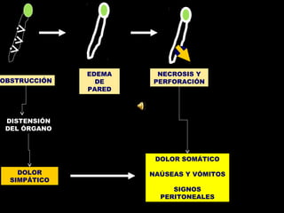 EDEMA    NECROSIS Y
OBSTRUCCIÓN     DE    PERFORACIÓN
              PARED




 DISTENSIÓN
 DEL ÓRGANO



                       DOLOR SOMÁTICO

    DOLOR             NAÚSEAS Y VÓMITOS
  SIMPÁTICO
                           SIGNOS
                        PERITONEALES
 