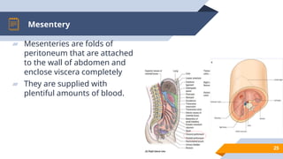 abdomen anatomy for medical student .pptx