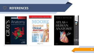 Comprehensive Anatomy of the Abdominal Wall and Cavity: Structure ...