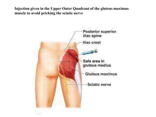 Abdomen and Lower Limb Muscles.pptx