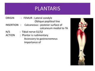Abdomen and Lower Limb Muscles.pptx