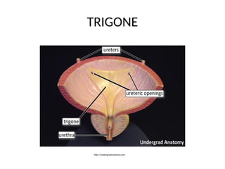 Abdomen and pelvis medical - lecture 1.pptx