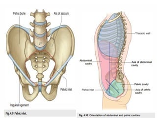 Anatomy of the Abdomen and Perinium.pptx