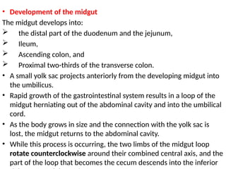Anatomy of the Abdomen and Perinium.pptx