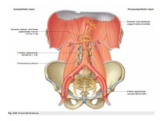 Anatomy of the Abdomen and Perinium.pptx