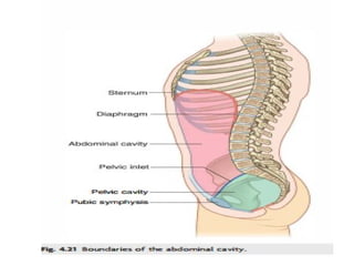 Anatomy of the Abdomen and Perinium.pptx