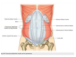 Anatomy of the Abdomen and Perinium.pptx