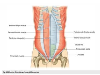 Anatomy of the Abdomen and Perinium.pptx