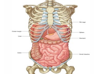 Anatomy of the Abdomen and Perinium.pptx