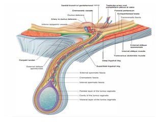 Anatomy of the Abdomen and Perinium.pptx