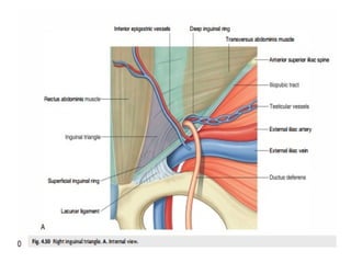 Anatomy of the Abdomen and Perinium.pptx