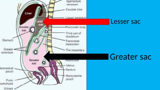 Lesser Sac Collection Surgical aspects of abdomen - made by Srikar | PPTX