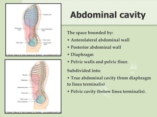 Abdominal cavity
The space bounded by:
• Anterolateral abdominal wall
• Posterior abdominal wall
• Diaphragm
• Pelvic walls and pelvic floor.
Subdivided into:
• True abdominal cavity (from diaphragm
to linea terminalis)
• Pelvic cavity (below linea terminalis).
 