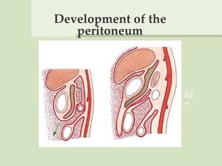 Development of the
peritoneum
 