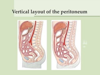 Vertical layout of the peritoneum
 