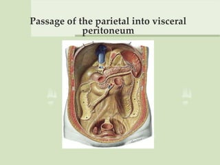 Passage of the parietal into visceral
peritoneum
 