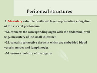 Peritoneal structures
1. Mesentery – double peritoneal layer, representing elongation
of the visceral peritoneum.
•М. connects the corresponding organ with the abdominal wall
(e.g., mesentery of the small intestine).
•М. contains connective tissue in which are embedded blood
vessels, nerves and lymph nodes.
•М. ensures mobility of the organs.
 