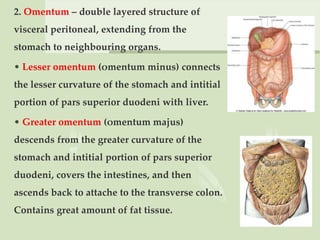2. Omentum – double layered structure of
visceral peritoneal, extending from the
stomach to neighbouring organs.
• Lesser omentum (оmentum minus) connects
the lesser curvature of the stomach and intitial
portion of pars superior duodeni with liver.
• Greater omentum (оmentum majus)
descends from the greater curvature of the
stomach and intitial portion of pars superior
duodeni, covers the intestines, and then
ascends back to attache to the transverse colon.
Contains great amount of fat tissue.
 