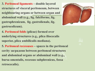 3. Peritoneal ligaments – double layered
structures of visceral peritoneum, between
neighbouring organs or between organ and
abdominal wall (e.g., lig. falciforme, lig.
gastrophrenicum, lig. gastrolienale, lig.
gastrocolicum).
4. Peritoneal folds (plicae) formed over
underlying structures (e.g., plica iliocecalis
superior, plica umbilicalis mediana).
5. Peritoneal recessuses – spaces in the peritoneal
cavity заградени between peritoneal structures
and abdominal organs or abdominal wall (e.g.,
bursa omentalis, recessus subphrenicus, fossa
retrocecalis).
 