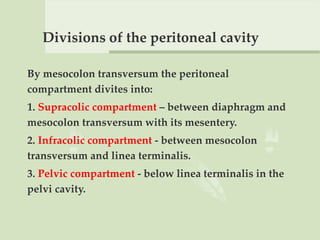 Divisions of the peritoneal cavity
By mesocolon transversum the peritoneal
compartment divites into:
1. Supracolic compartment – between diaphragm and
mesocolon transversum with its mesentery.
2. Infracolic compartment - between mesocolon
transversum and linea terminalis.
3. Pelvic compartment - below linea terminalis in the
pelvi cavity.
 