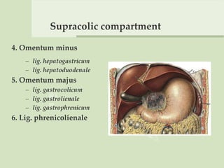 Supracolic compartment
4. Omentum minus
– lig. hepatogastricum
– lig. hepatoduodenale
5. Omentum majus
– lig. gastrocolicum
– lig. gastrolienale
– lig. gastrophrenicum
6. Lig. phrenicolienale
 