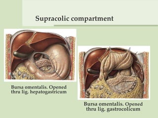 Supracolic compartment
Bursa omentalis. Opened
thru lig. gastrocolicum
Bursa omentalis. Opened
thru lig. hepatogastricum
 