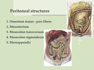 Peritoneal structures
1. Omentum majus - pars libera
2. Mesenterium
3. Mesocolon transversum
4. Mesocolon sigmoideum
5. Mesoappendix
 