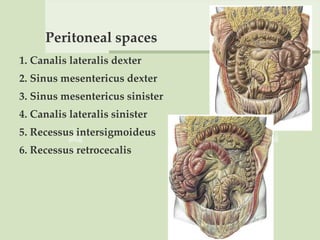 Peritoneal spaces
1. Canalis lateralis dexter
2. Sinus mesentericus dexter
3. Sinus mesentericus sinister
4. Canalis lateralis sinister
5. Recessus intersigmoideus
6. Recessus retrocecalis
 
