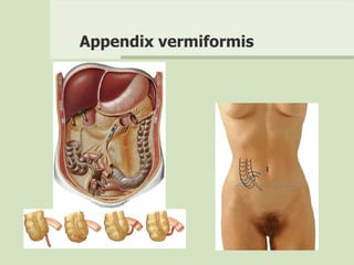 Appendix vermiformis
 