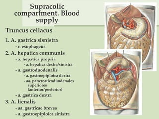 Supracolic
compartment. Blood
supply
Truncus celiacus
1. A. gastrica sisnistra
- r. esophageus
2. A. hepatica communis
- a. hepatica propria
- a. hepatica dextra/sinistra
- a. gastroduodenalis
- a. gastroepiploica dextra
- aa. pancreaticoduodenales
superiores
(anterior/posterior)
- a. gastrica dextra
3. A. lienalis
- aa. gastricae breves
- a. gastroepiploica sinistra
 