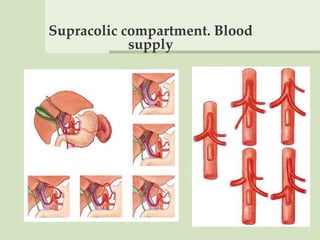 Supracolic compartment. Blood
supply
 