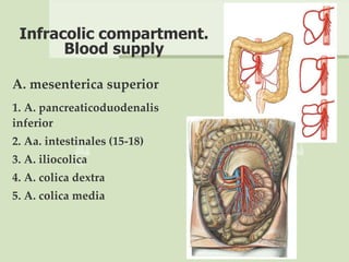 Infracolic compartment.
Blood supply
A. mesenterica superior
1. A. pancreaticoduodenalis
inferior
2. Aa. intestinales (15-18)
3. A. iliocolica
4. A. colica dextra
5. A. colica media
 