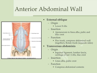 Anterior Abdominal Wall
• External oblique
– Origin
• Lower 8 ribs
– Insertion
• Aponeurosis to linea alba, pubic and
iliac crest
– Function
• Flex trunk, compress abdominal wall
(together), Rotate trunk (separate sides)
• Transversus abdominis
– Origin
• Inguinal ligament, lumbar fascia,
cartilage of last 6 ribs, iliac crest
– Insertion
• Linea alba, pubic crest
– Function
• Compress abdominal contents
 