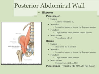 Posterior Abdominal Wall
• Iliopsoas
– Psoas major
• Origin
– Lumbar vertebrae, T12
• Insertion
– Lesser trochanter of femur via iliopsoas tendon
• Function
– Thigh flexion, trunk flexion, lateral flexion
• Innervation
– Ventral rami L1-L3
– Iliacus
• Origin
– Iliac fossa, ala of sacrum
• Insertion
– Lesser trochanter of femur via iliopsoas tendon
• Function
– Thigh flexion, trunk flexion
• Innervation
– Femoral nerve (L2 and L3)
– Psoas minor – variable (40-60% do not have)
 